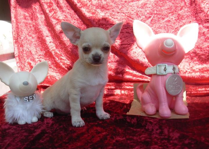 Chic's And Co - Chihuahua - Portée née le 09/04/2013